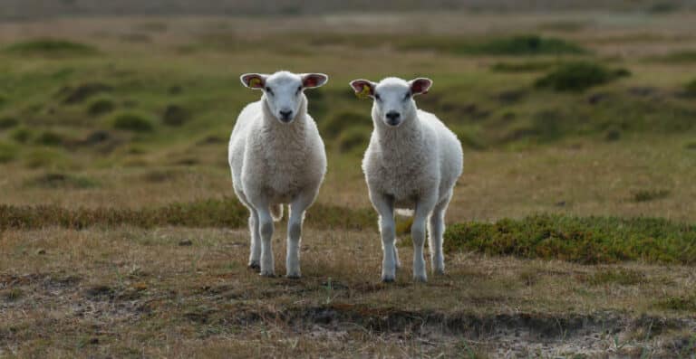 Duplicate-sheep_nofilter